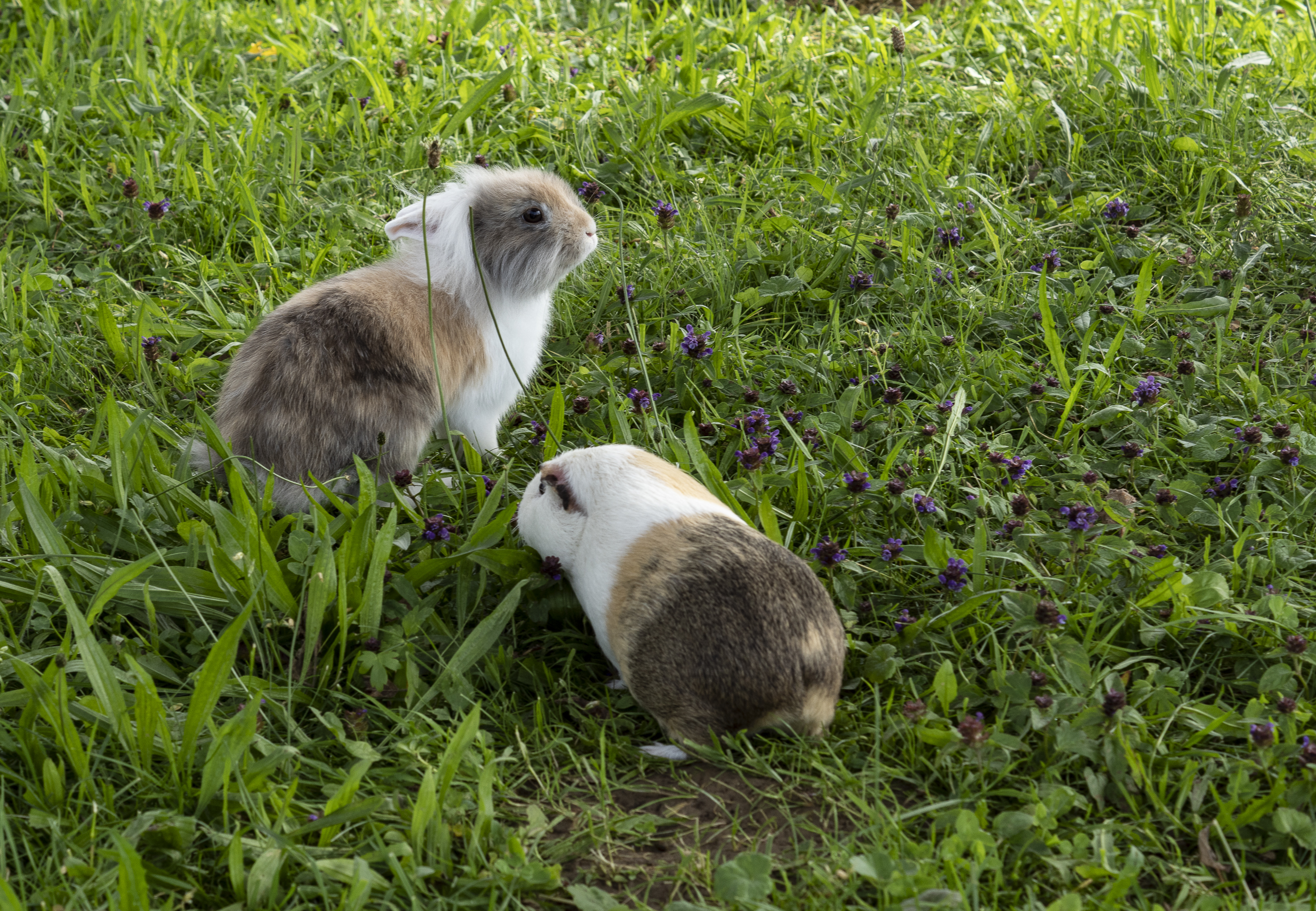 Häschen und Meerschweinchen am Ferienhof