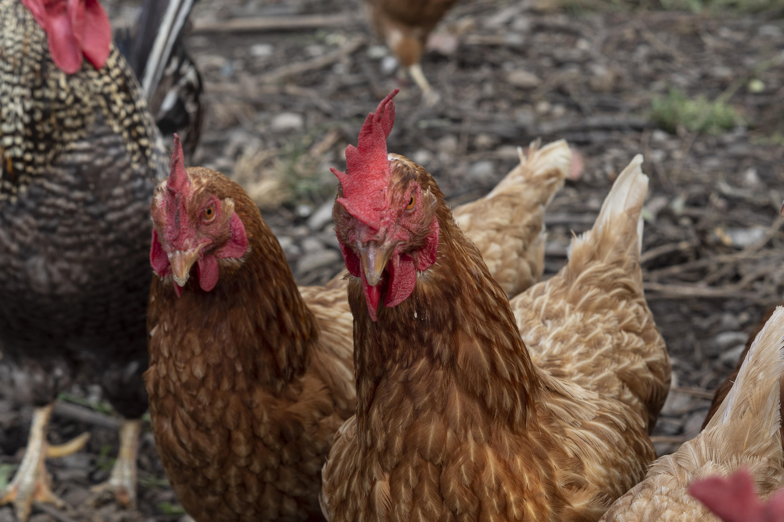 Freilaufende Hühner für frische Eier vom Ferienhof